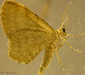 image for Dingy Shell