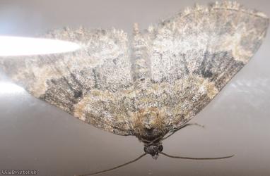 image for Small Seraphim