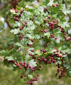 image for Common Hawthorn type 18