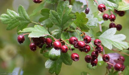 Common Hawthorn type 18