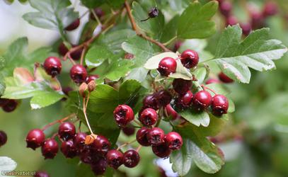 Common Hawthorn type 18