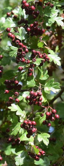 Common Hawthorn type 18