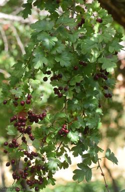 Common Hawthorn type 18