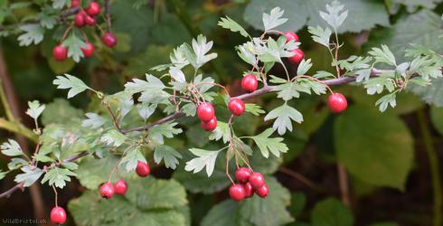 image for Common Hawthorn type 19