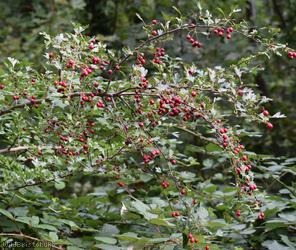 Common Hawthorn type 19