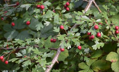 Common Hawthorn type 19