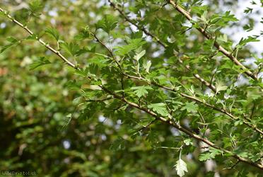 Common Hawthorn type 19