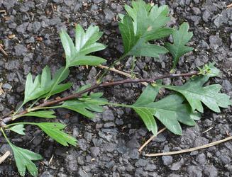 Common Hawthorn type 19