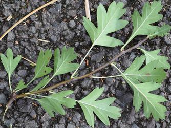 Common Hawthorn type 19