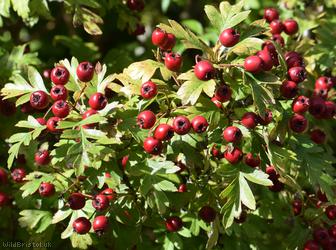 image for Common Hawthorn type 20