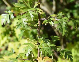 Common Hawthorn type 20