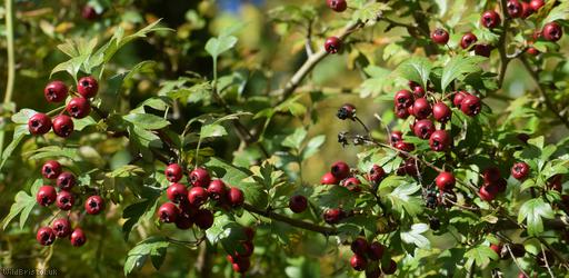 Common Hawthorn type 20