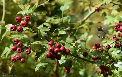 Common Hawthorn type 20