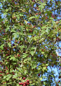 Common Hawthorn type 20