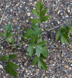 Common Hawthorn type 20