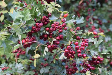 image for Common Hawthorn type 21