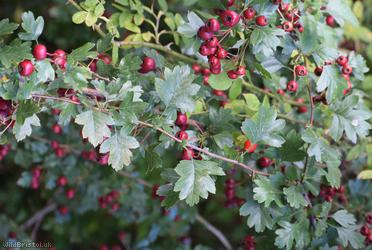 Common Hawthorn type 21