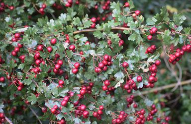 Common Hawthorn type 21