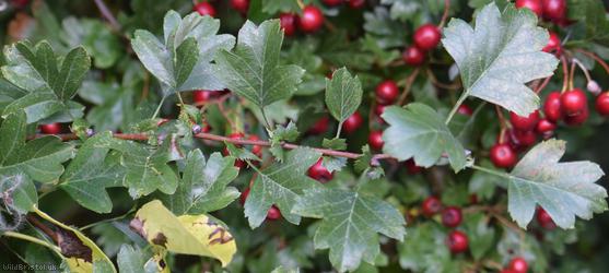 Common Hawthorn type 21