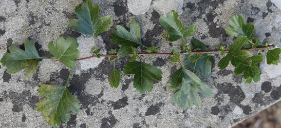 Common Hawthorn type 21