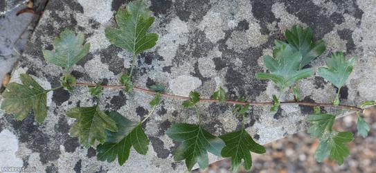 Common Hawthorn type 21