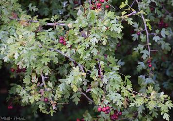 image for Common Hawthorn type 22