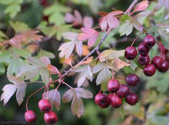 Common Hawthorn type 22