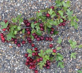 Common Hawthorn type 22