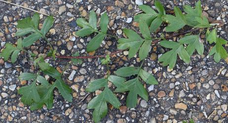 Common Hawthorn type 22