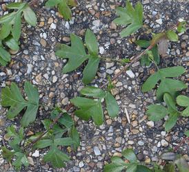 Common Hawthorn type 22