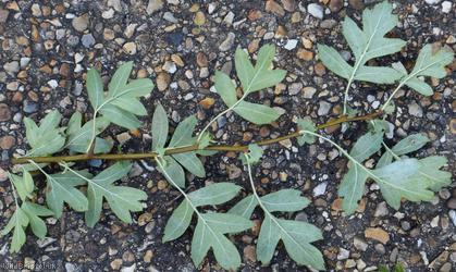 Common Hawthorn type 22