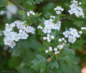 image for Common Hawthorn type 23