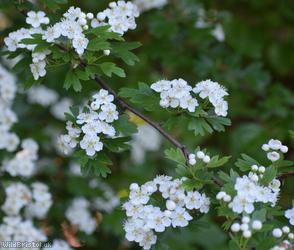 Common Hawthorn type 23