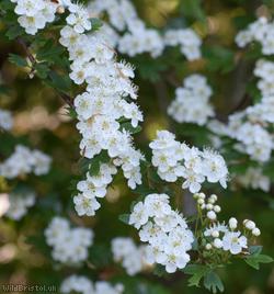 Common Hawthorn type 23