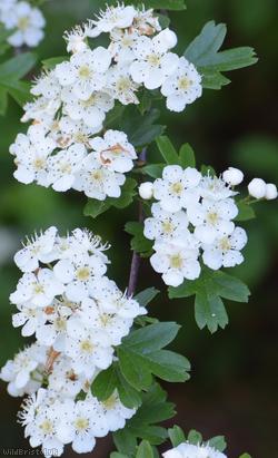 Common Hawthorn type 23