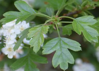 Common Hawthorn type 23