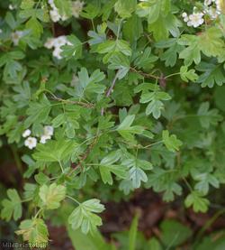 Common Hawthorn type 23