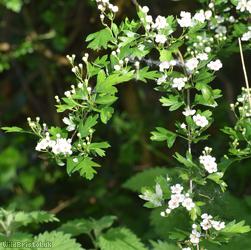 image for Common Hawthorn type 24