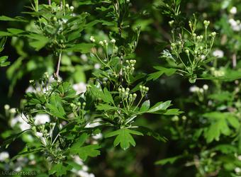 Common Hawthorn type 24