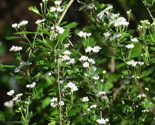 Common Hawthorn type 24