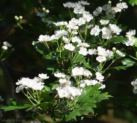 Common Hawthorn type 24