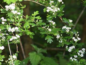 Common Hawthorn type 24