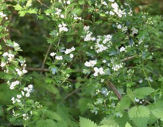 Common Hawthorn type 24