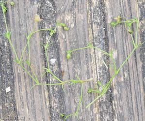 Slender Pearlwort