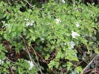 image for Common Hawthorn type 25