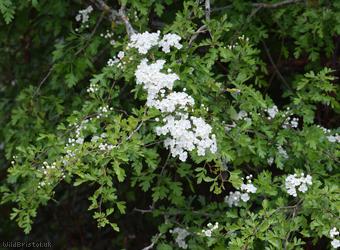 Common Hawthorn type 25