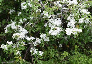 Common Hawthorn type 25