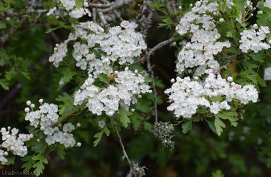 Common Hawthorn type 25