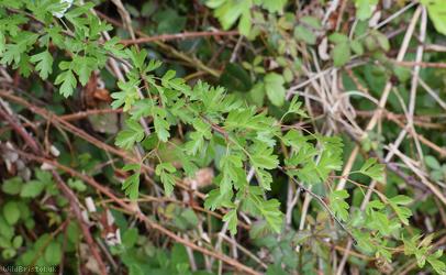 Common Hawthorn type 25