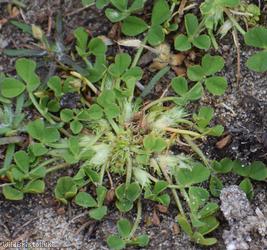 image for Subterranean Clover